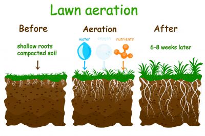 Lawn Dethatching And Aeration