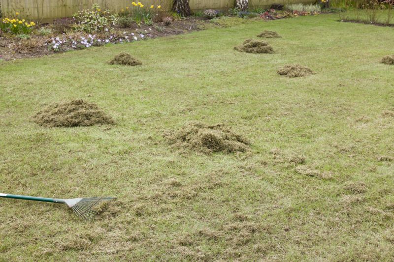 Lawn Dethatching And Aeration